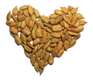 Sunflower seeds PNG-42963